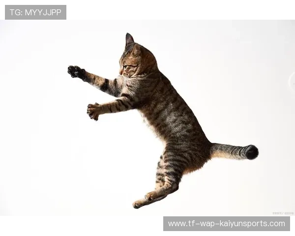 猫跳高比赛：难以控制的选手，猫跳高极限